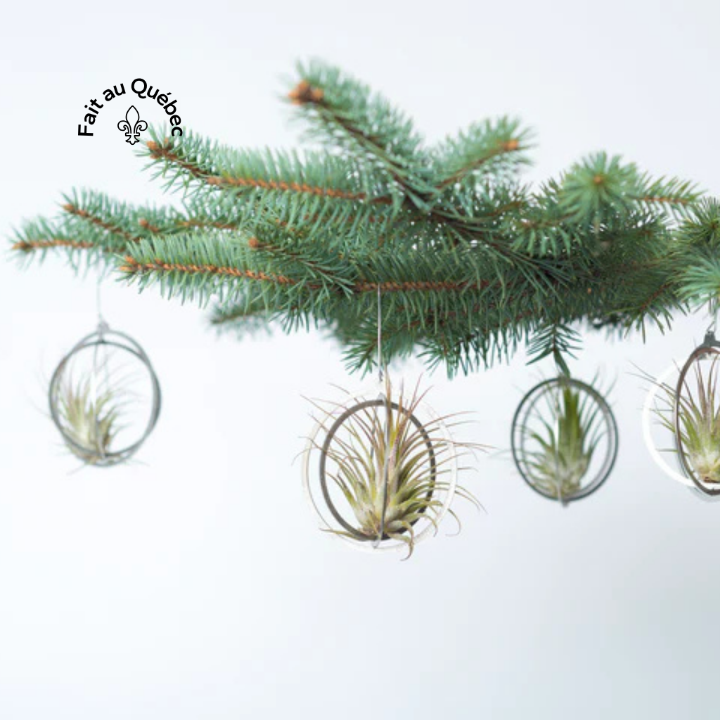 Boule de Noël vivante
