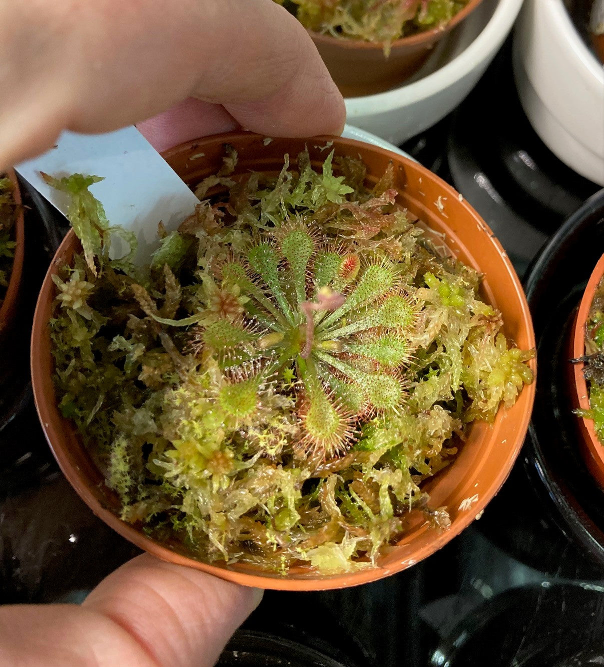 Drosera spatulata