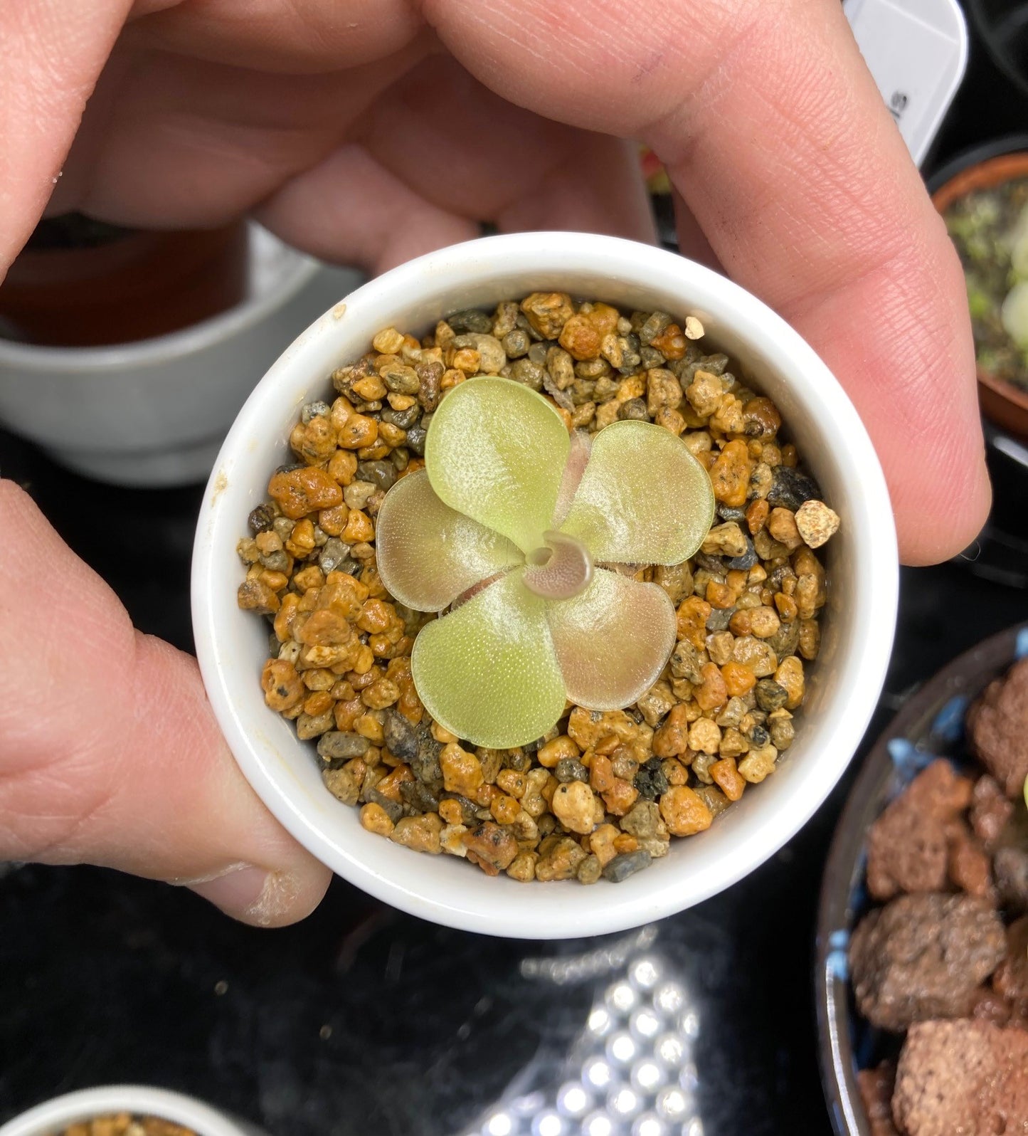Pinguicula moranensis