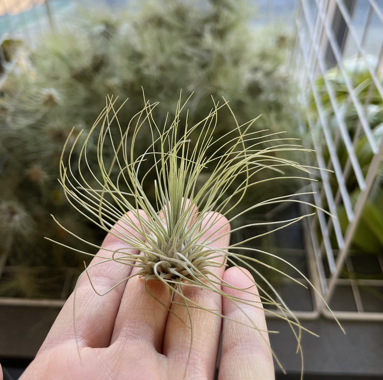 Tillandsia argentea