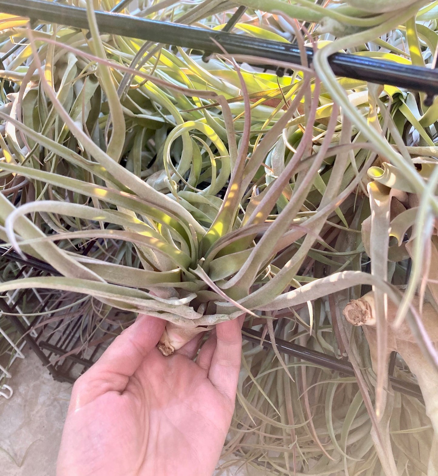 Tillandsia capitata