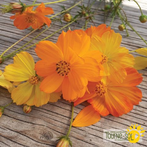 Cosmos sulfureux