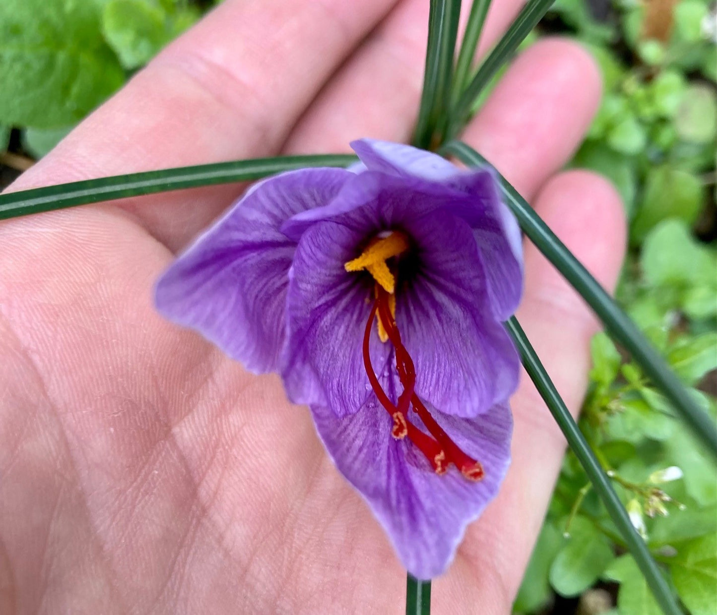Magnifique fleur de safran mauve Crocus sativus en pleine floraison d'automne
