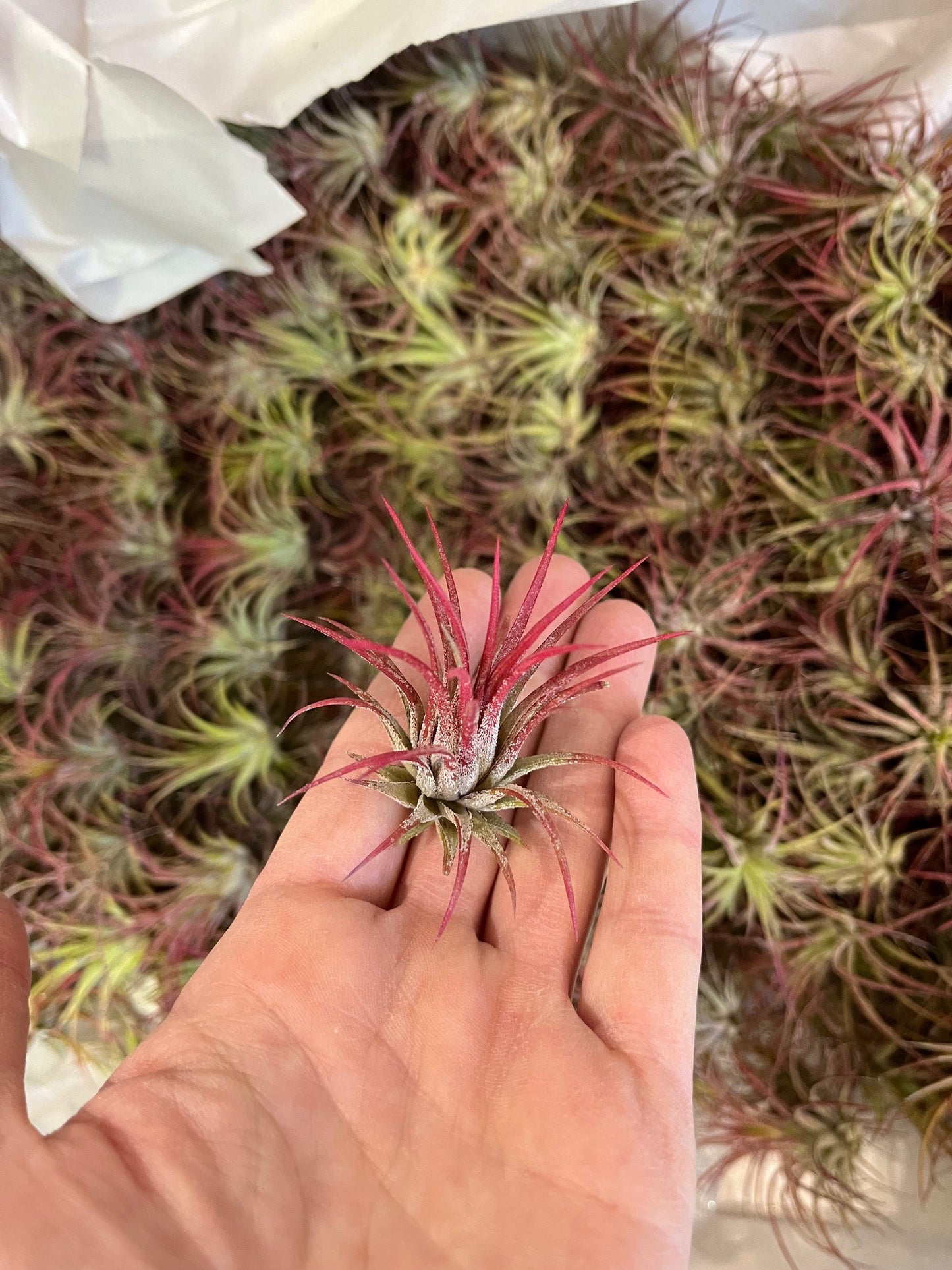 Tillandsia ionantha fuego