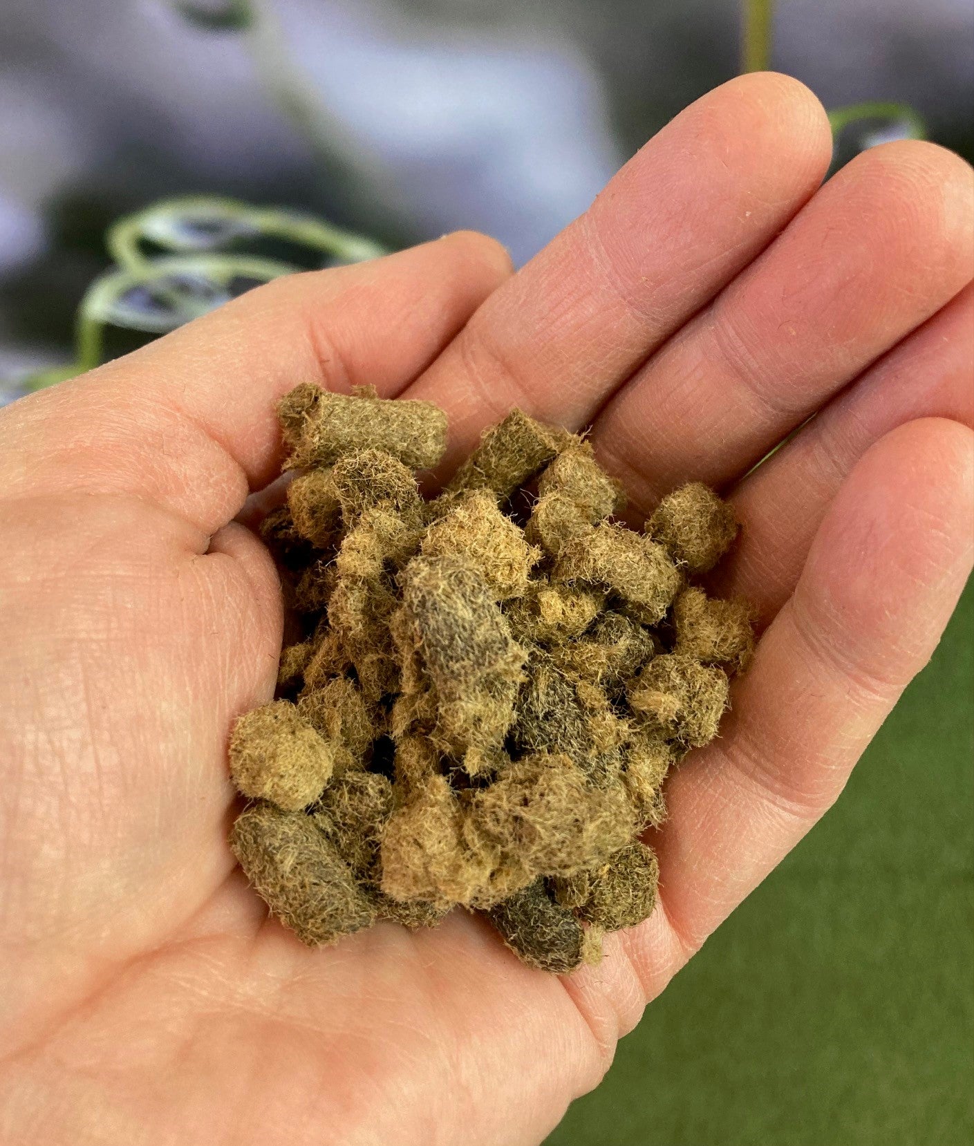 Gros plan sur les granules de laine Granu-Laines utilisées comme barrière naturelle contre les limaces