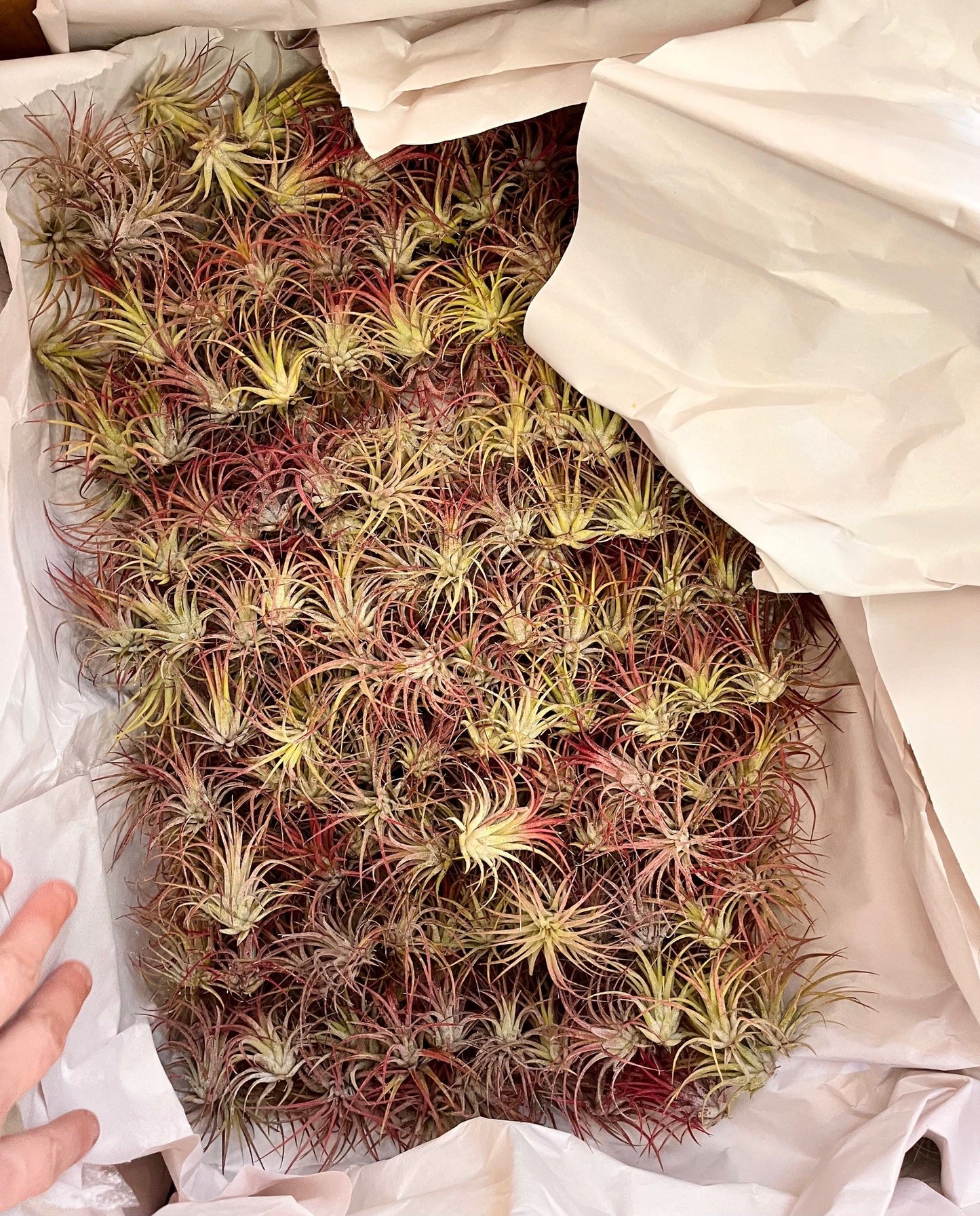 Tillandsia ionantha fuego