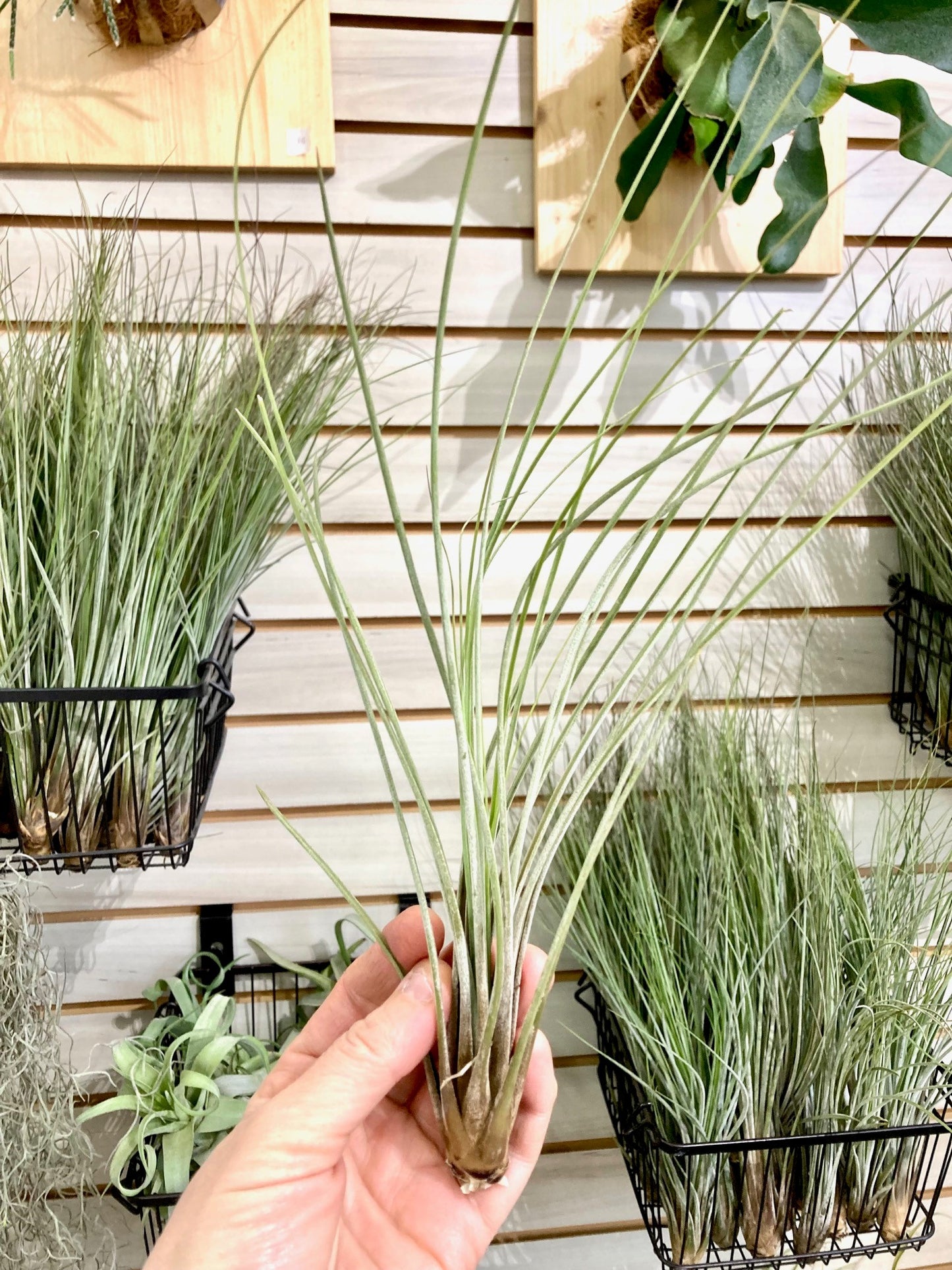 Tillandsia juncea