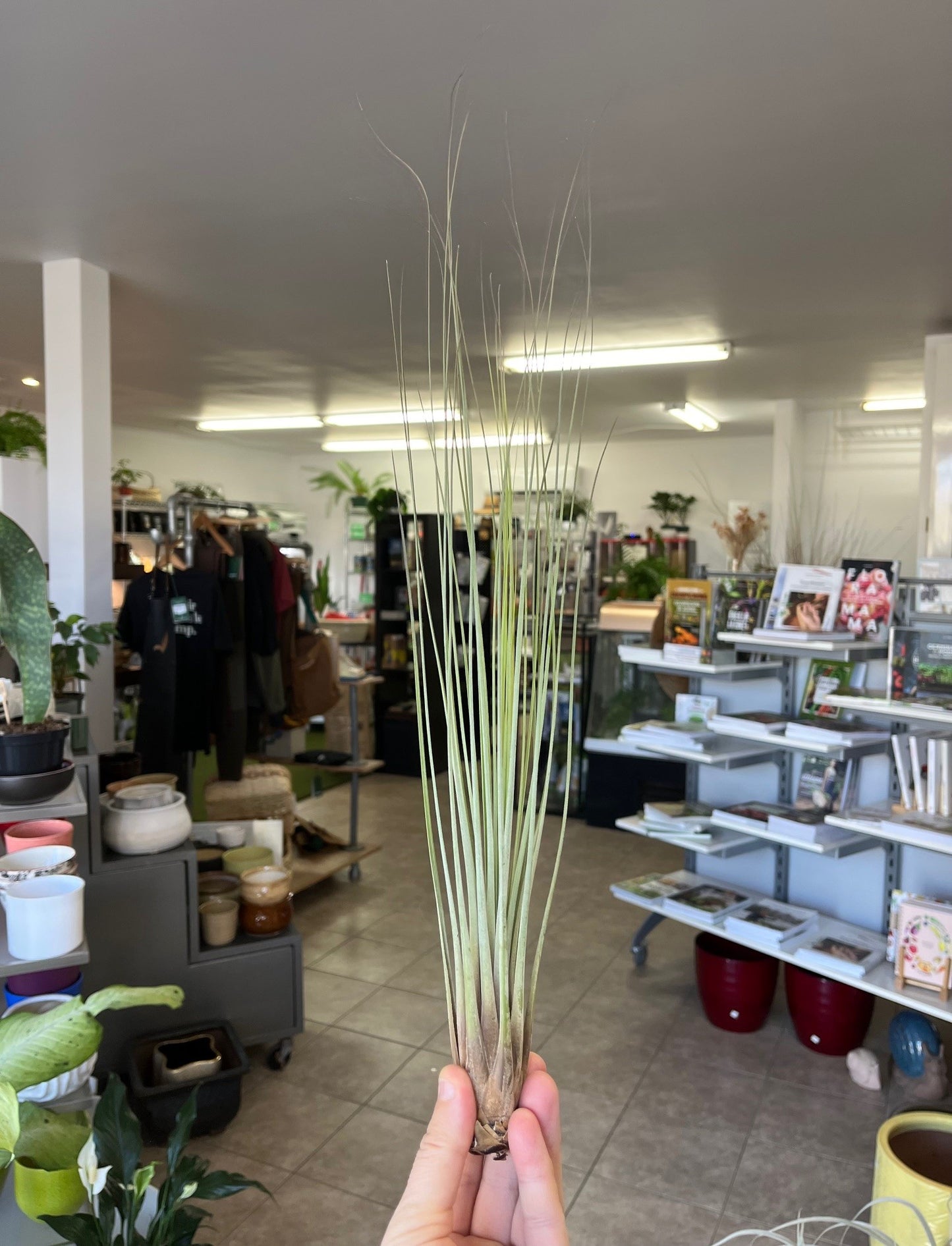 Tillandsia junifolia