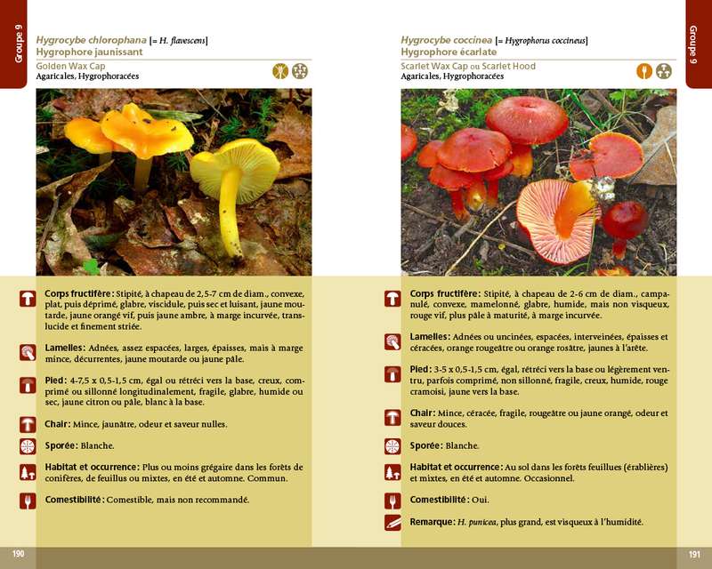 Quatrième de couverture du manuel pratique sur les champignons aux Éditions Michel Quintin chez Vert Métal