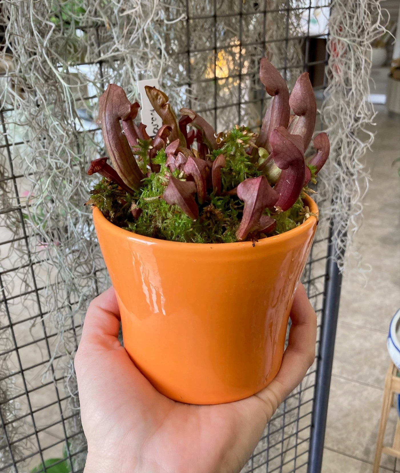 Sarracenia maroon