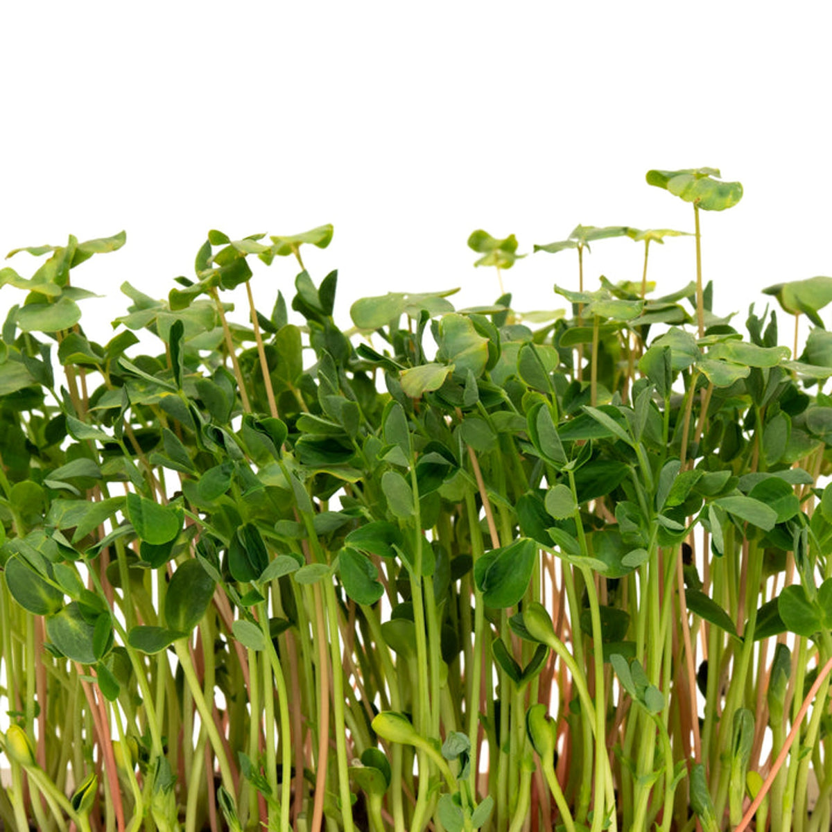 Mélange de semences Salade de micropousses