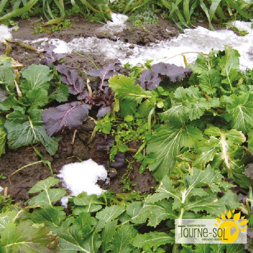 Mesclun Verdurettes d'hiver