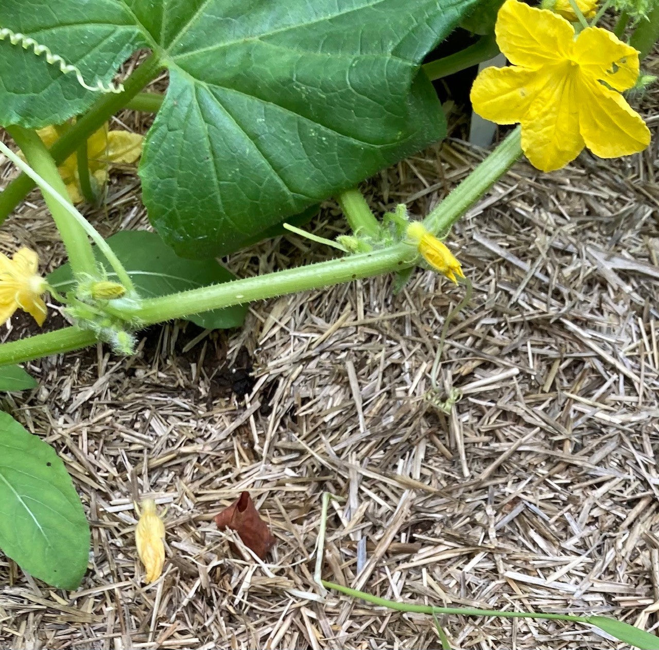 Gros plan de la paille autour d'un plant de courge