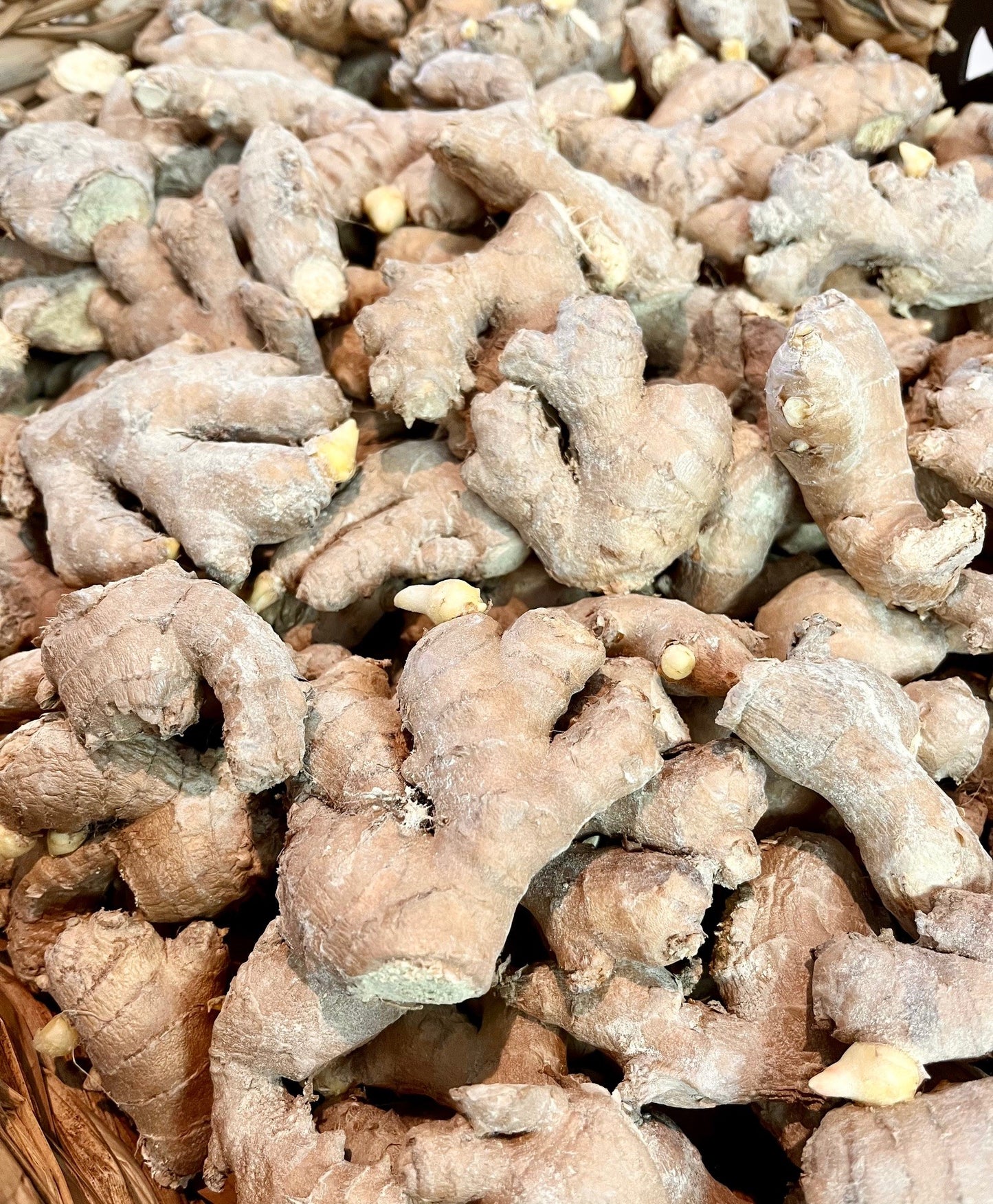 Bassin de rhizomes de gingembre certifiés ECOCERT en vrac chez Vert Métal