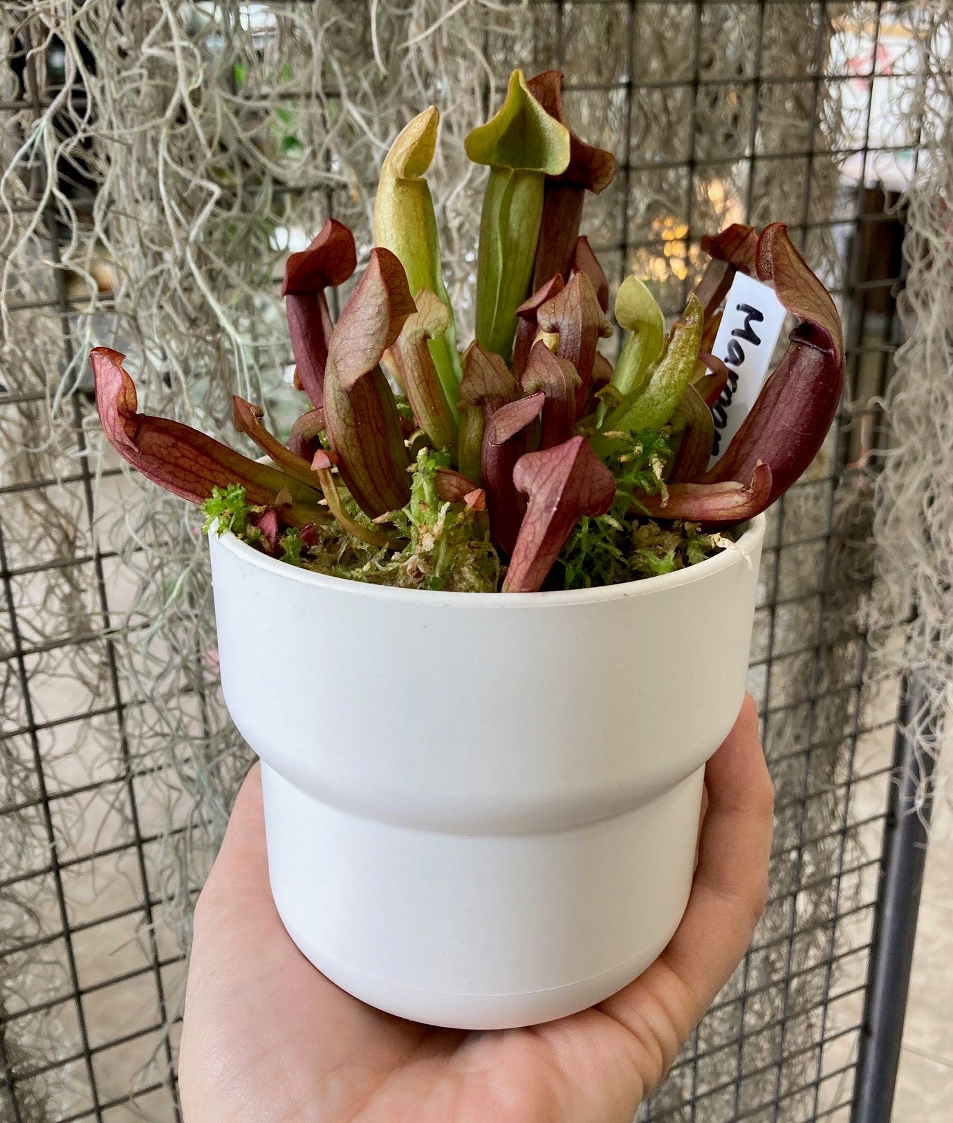Sarracenia maroon