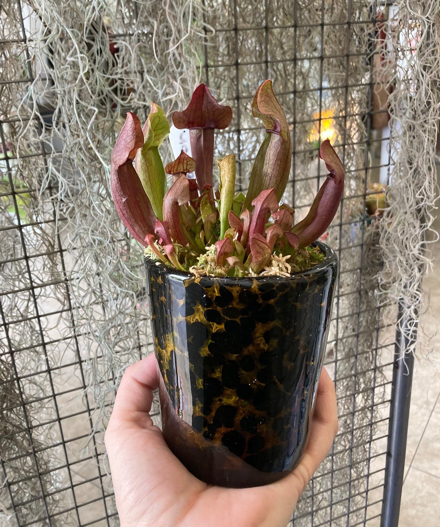 Sarracenia maroon