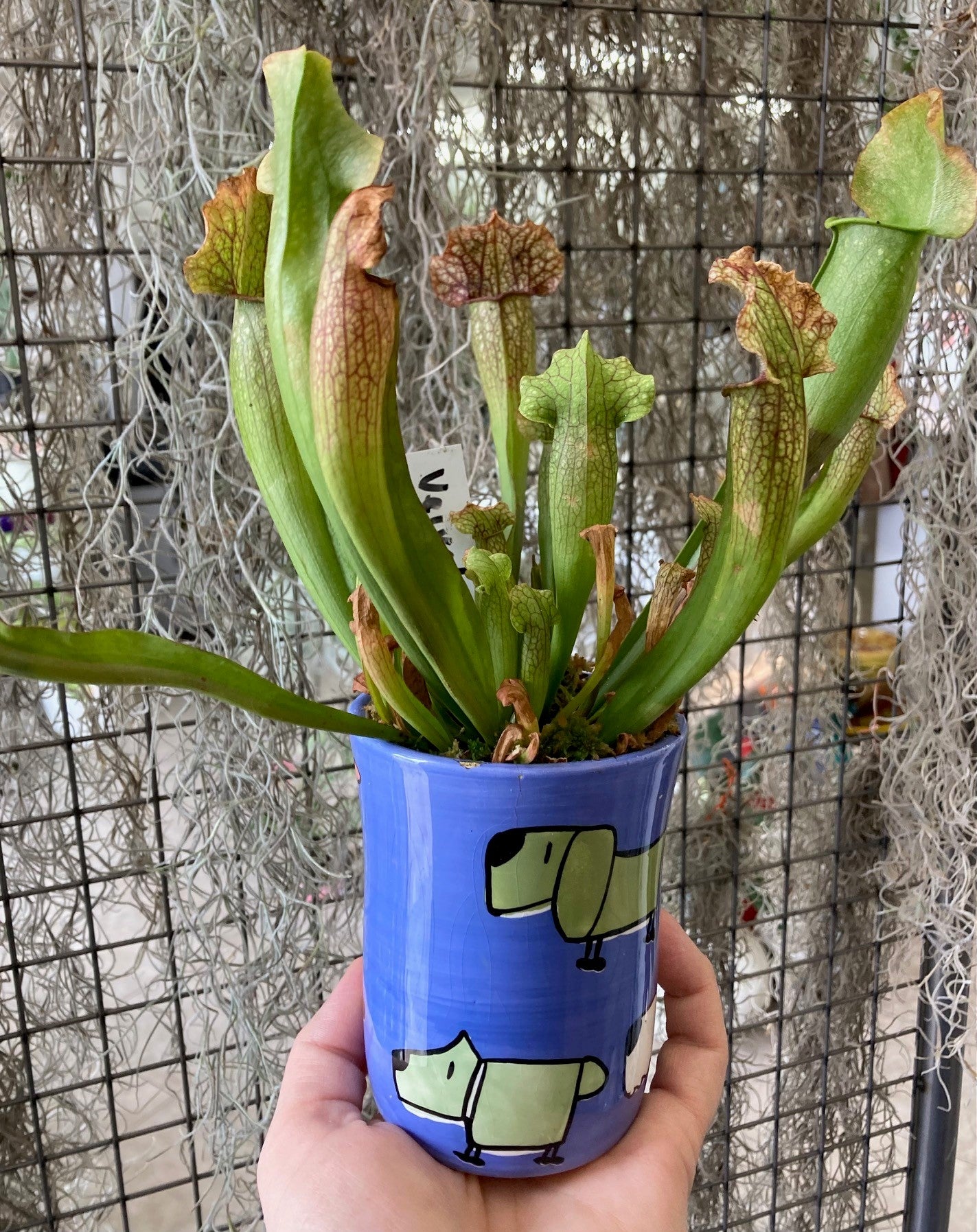 Sarracenia Velvet