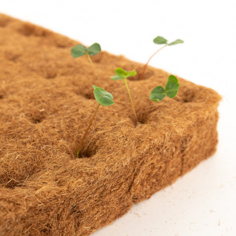 Petites plantes en santé qui germent sur le coin d'une feuille de culture en chanvre