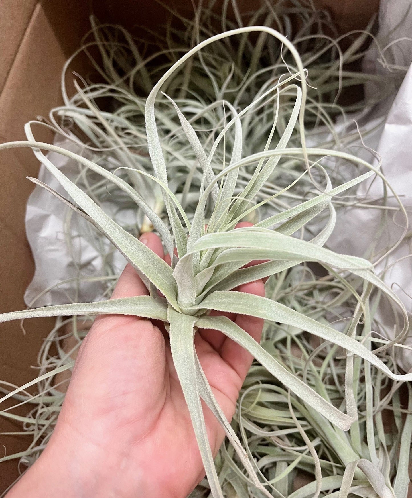 Tillandsia straminea