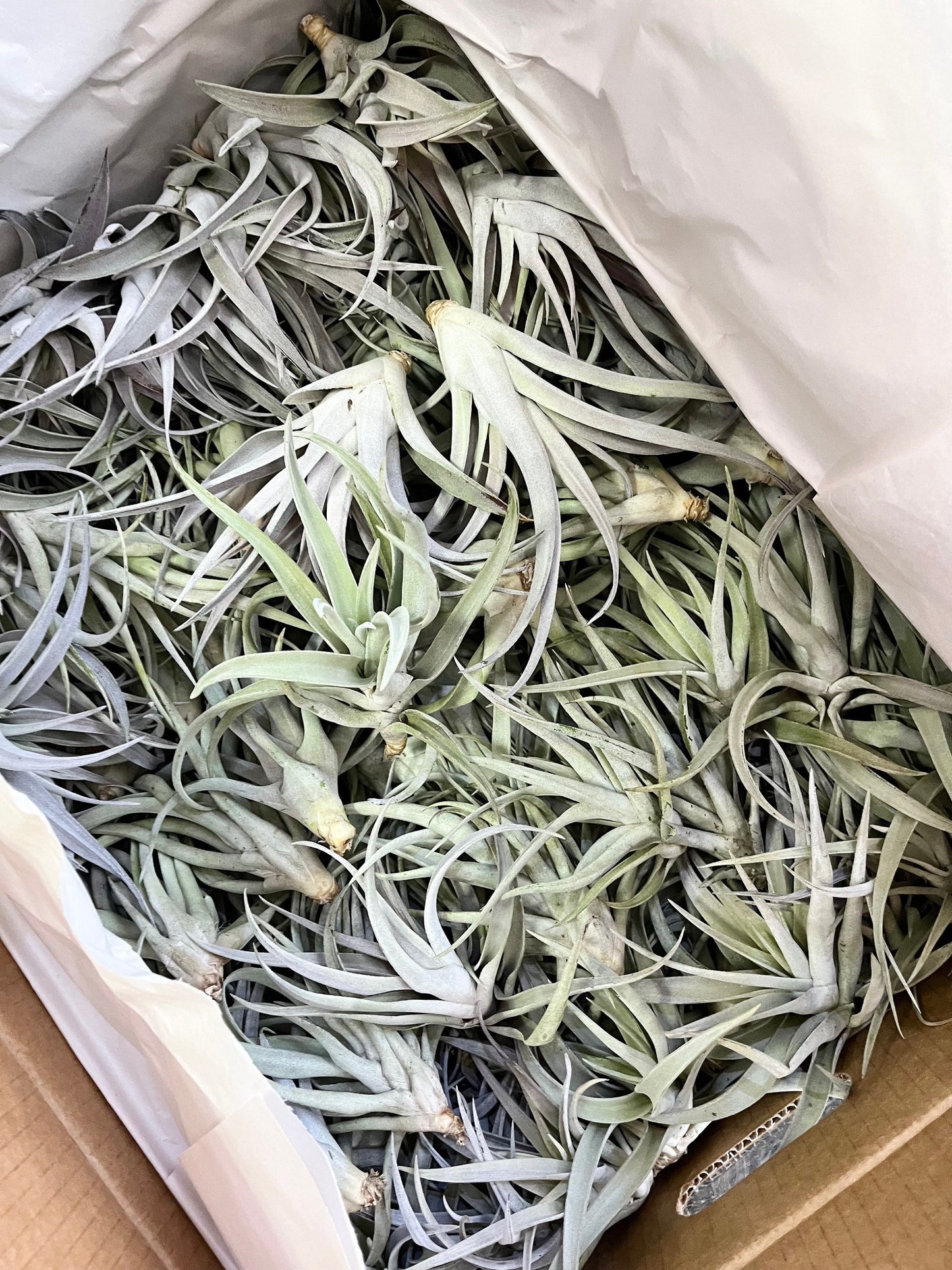 Fille de l'air Tillandsia harrisii en décoration d'intérieur chez Vert Métal