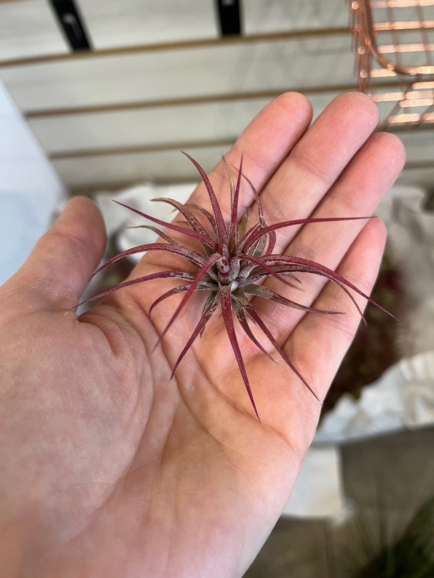 Tillandsia ionantha fuego
