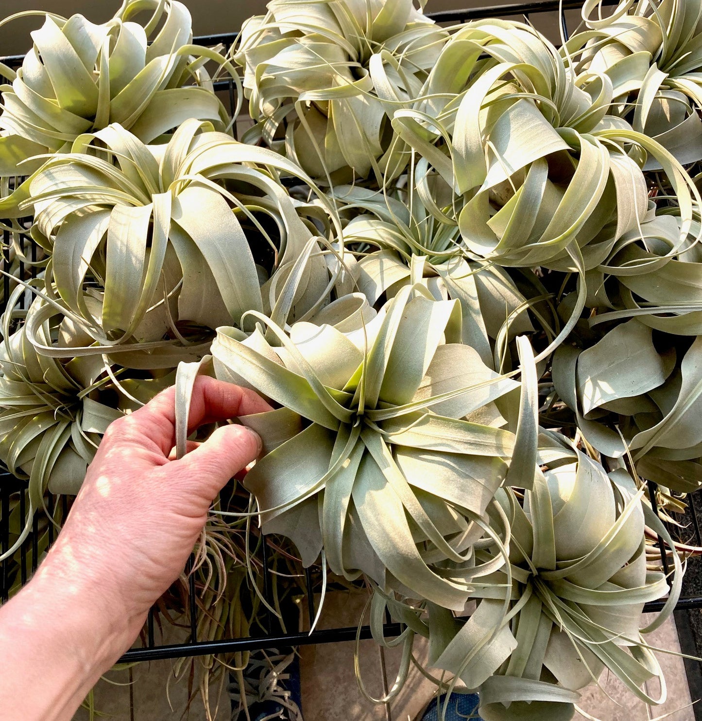 Tillandsia xerographica