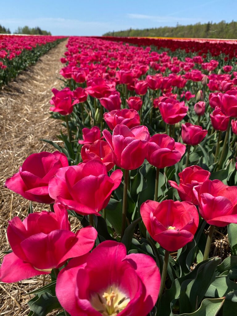 Bulbes de tulipes canadiennes