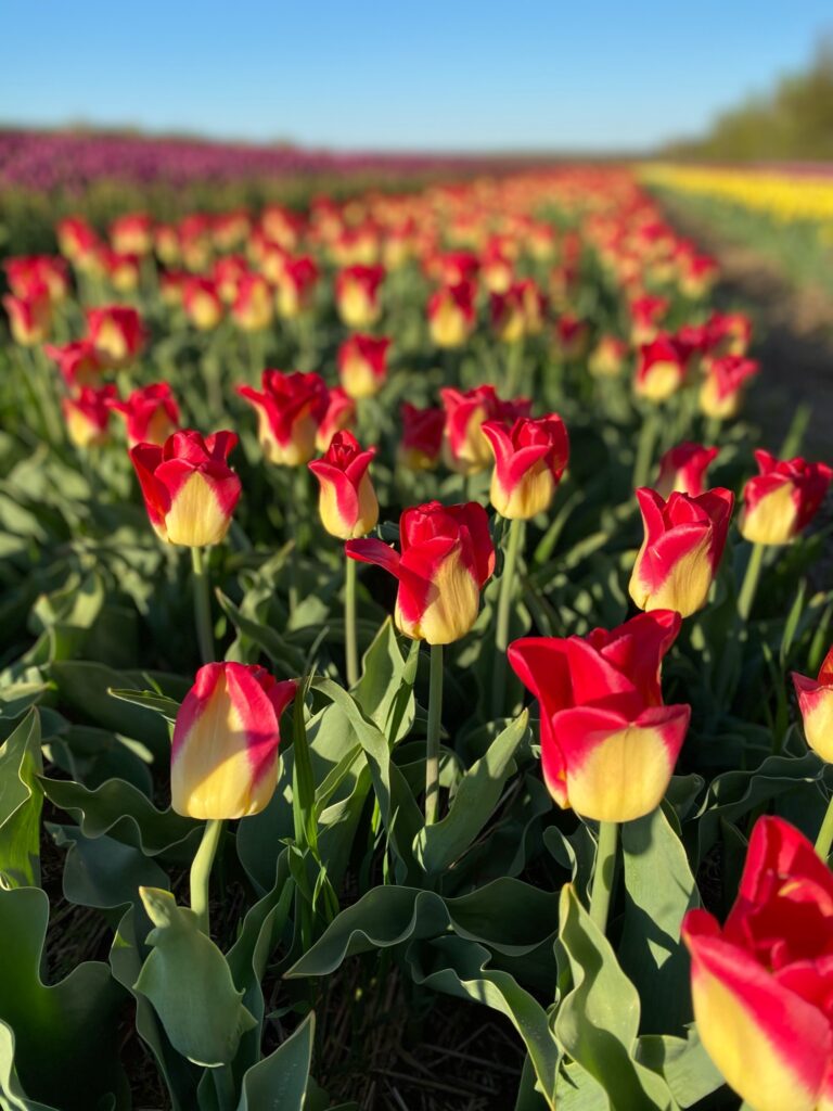 Bulbes de tulipes canadiennes