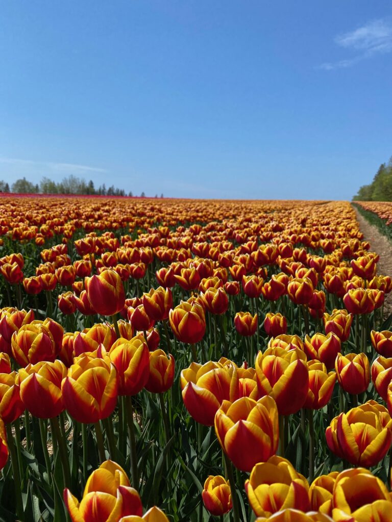 Bulbes de tulipes canadiennes