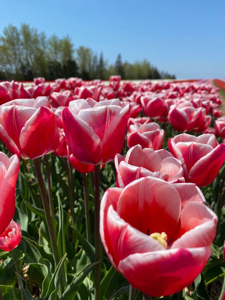 Bulbes de tulipes canadiennes