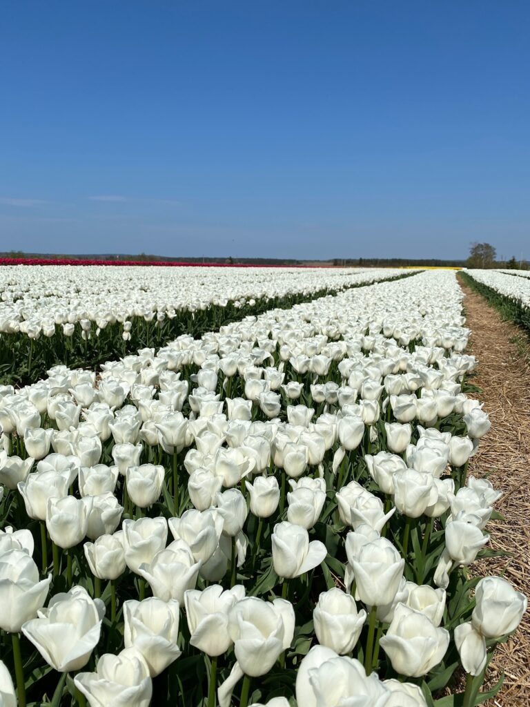 Bulbes de tulipes canadiennes