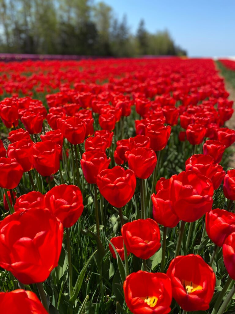 Bulbes de tulipes canadiennes