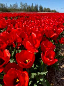Bulbes de tulipes canadiennes