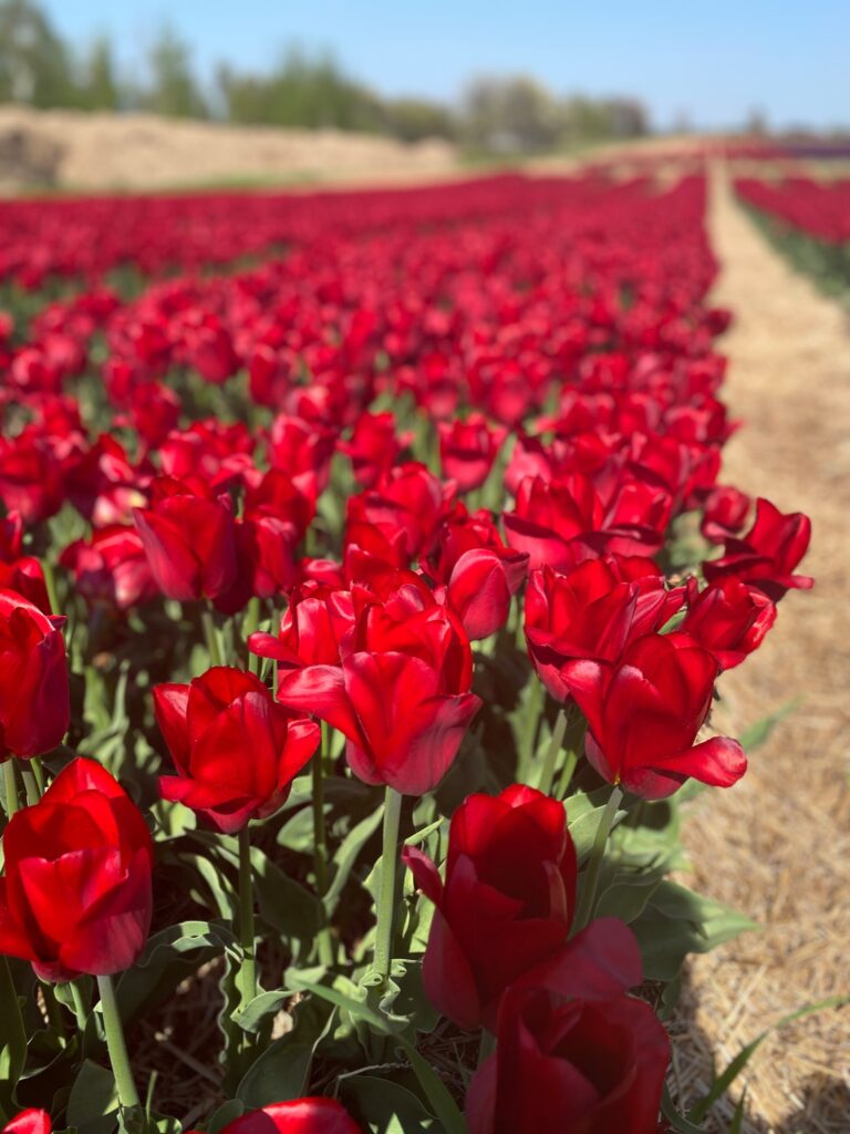 Bulbes de tulipes canadiennes
