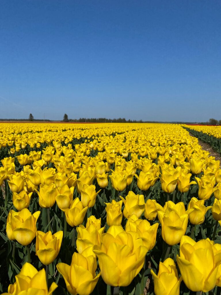 Bulbes de tulipes canadiennes