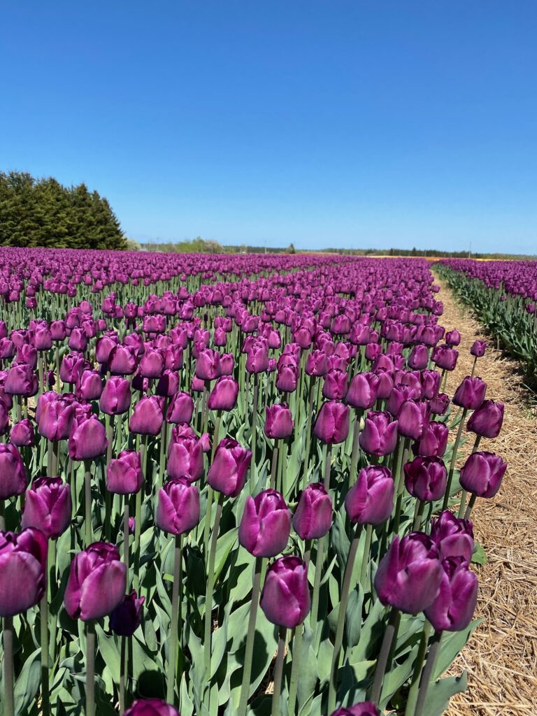 Bulbes de tulipes canadiennes