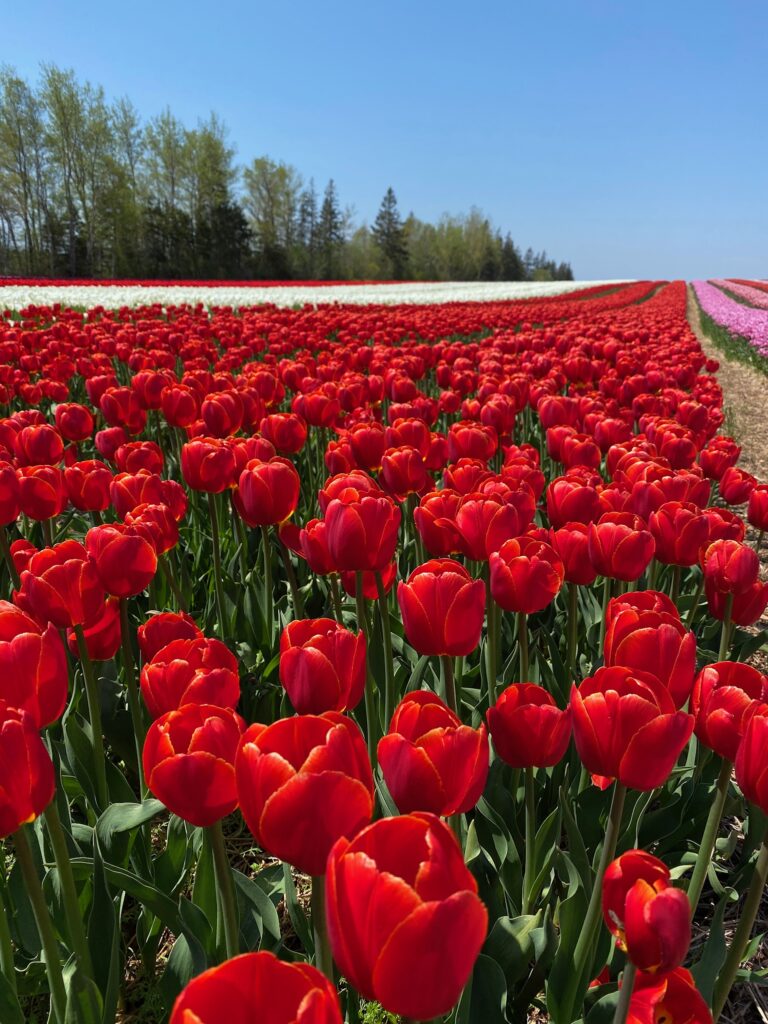 Bulbes de tulipes canadiennes