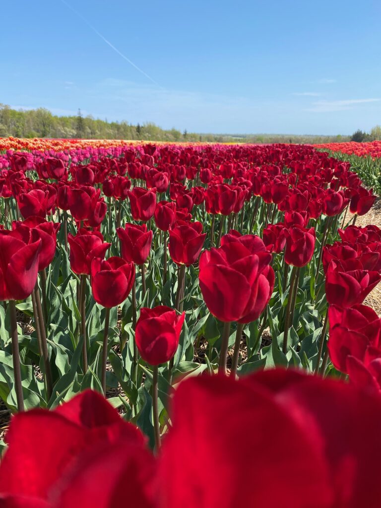 Bulbes de tulipes canadiennes