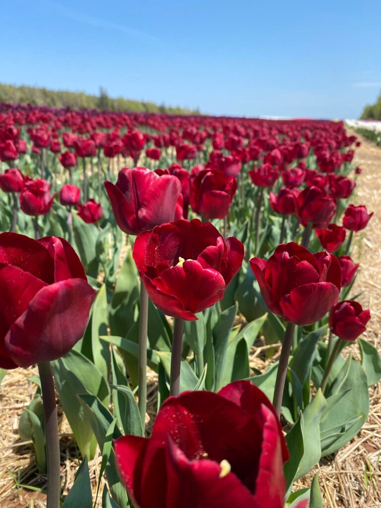 Bulbes de tulipes canadiennes