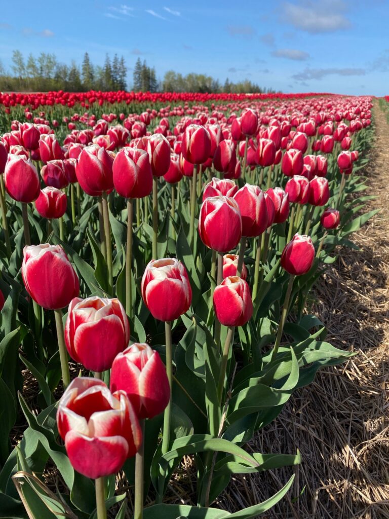 Bulbes de tulipes canadiennes