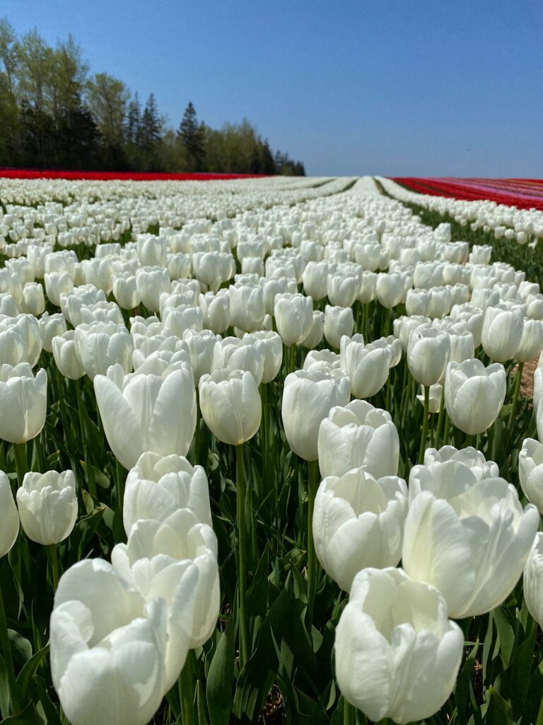 Bulbes de tulipes canadiennes
