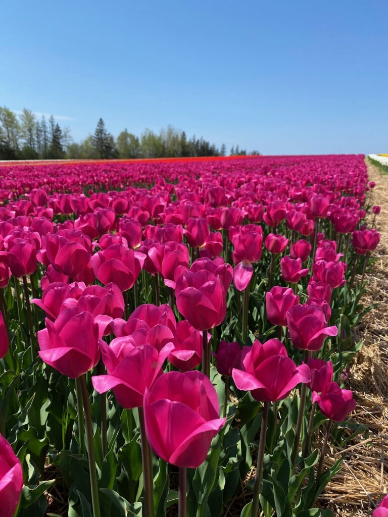 Bulbes de tulipes canadiennes