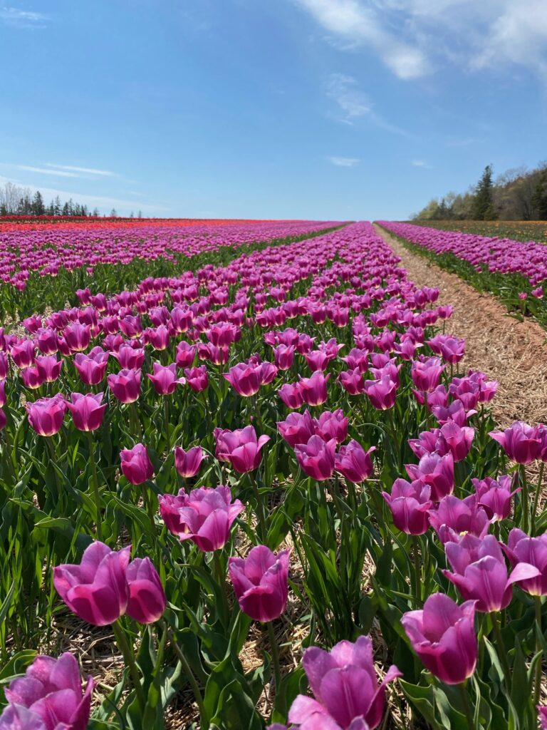 Bulbes de tulipes canadiennes