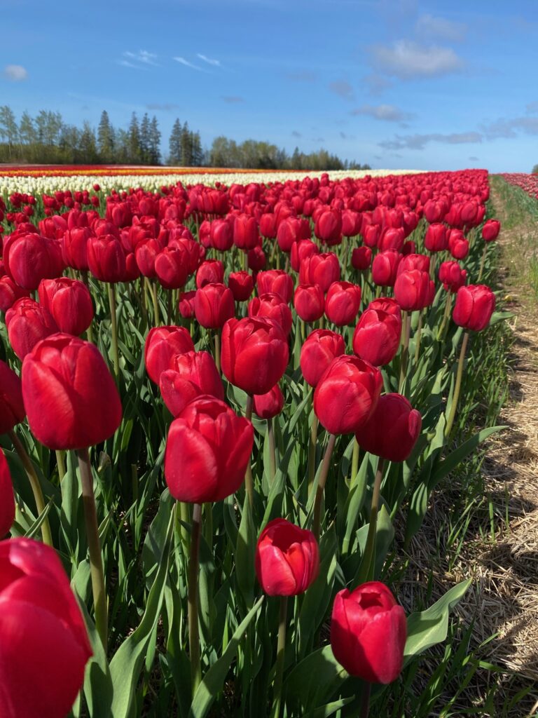 Bulbes de tulipes canadiennes