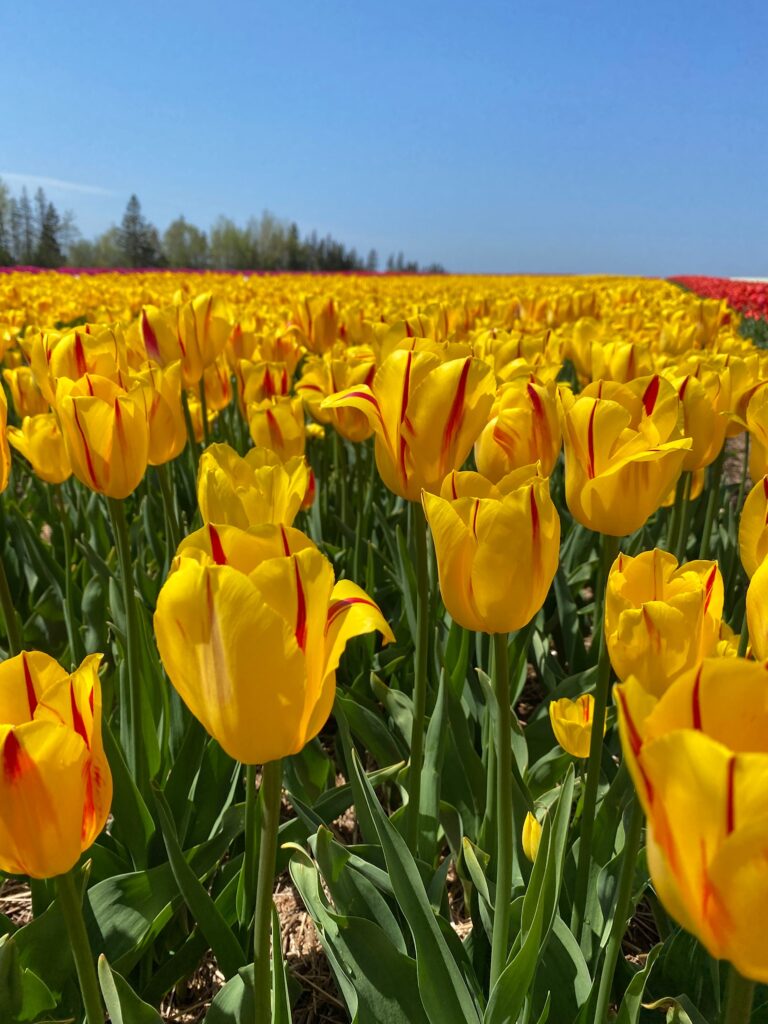 Bulbes de tulipes canadiennes