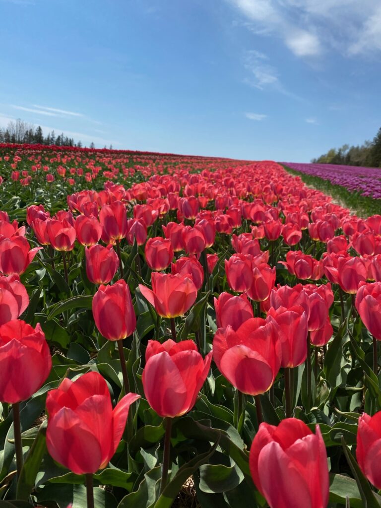 Bulbes de tulipes canadiennes