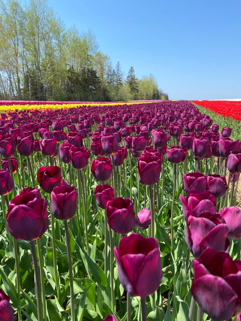 Bulbes de tulipes canadiennes