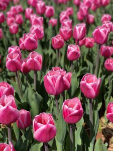 Bulbes de tulipes canadiennes