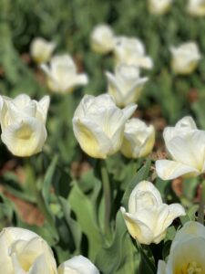 Bulbes de tulipes canadiennes