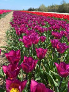 Bulbes de tulipes canadiennes